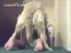 On webcam, a mischievous adolescent of legal age fucks her dog while dressed as a schoolgirl.